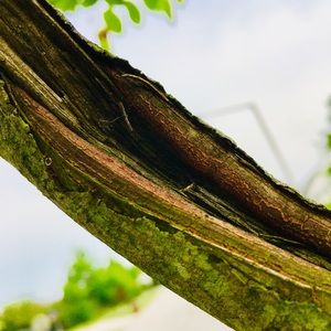 Meet your Posher, Anabela